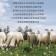 【免運直送】澳洲帶骨小羊排(2片-100公克)