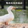 【免運直送】去骨櫻桃鴨腿(1片-200~250公克)