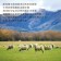 【599免運】紐西蘭頂級小羊OP肋排1包組(1包-540~600公克)