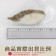 【免運直送】格陵蘭比目魚切片(1片-70公克)